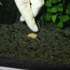 Fertilizzante per acquario Kulki gliniano torfowe, sfere Anteprima dell’immagine prodotto 2