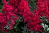 Stauden Gänge 3 x Astilbe arendsii ‚Astary Red‘ - Produktbild-Vorschau 5