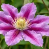 Clematis Misayo, vaso da 2 litri Anteprima dell’immagine prodotto 12