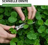 Hands are shown harvesting small green plants with scissors. Produktbild-Vorschau