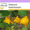 SAFLAX - rostlina kravského vemena - Solanum mammosum - 10 Náhled obrázku produktu 4