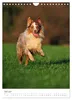 Australian Shepherds (Wandkalender 2027 DIN A4 hoch), Produktbild-Vorschau 15