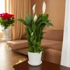 Podpora pierścieniowa do roślin kwiatów 60 cm stelaż Podgląd zdjęcia produktu 4