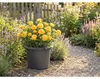 Pflanztopf Campanula Kunststoff Ø 40 cm H 28,3 cm anthrazit Produktbild-Vorschau 2