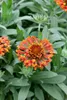 Gaillardia x grandiflora 'Fanfare Blaze', Kokardenblume, Produktbild-Vorschau 2