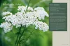 Die Kräutermacherei. Meine Naturapotheke. Produktbild-Vorschau 7