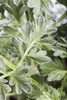Artemisia absinthium, Wermut, silbrig-grün, ca. 9x9 cm Topf Produktbild-Vorschau 8