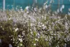 Spiraea thunbergii - Brautspiere  40- 60 cm - Container Produktbild-Vorschau 4