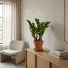Bloomique - Zamioculcas Zamiifolia - Palma doniczkowa - Podgląd zdjęcia produktu 3