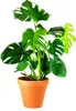 Gardners Monstera deliciosa, průměr 14 cm Náhled obrázku produktu 1