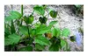 10x Nicandra physalodes Lampionblume Strauch Pflanzen - Produktbild-Vorschau 7