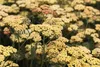 Achillea millefolium 'Terracotta', Schafgarbe, orange, ca. Produktbild-Vorschau 12