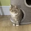 PawHut Kratztonne, Höhe 70 cm, Spieltonne für Katzen, 3 Produktbild-Vorschau 12