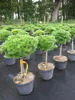 Abies koreana Doni Tajuso - Zwerg-Koreatanne - Hochstamm - Produktbild-Vorschau 2