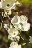 Cornus florida, Blumen-Hartriegel, 60–80 cm, weiße Blüten Produktbild-Vorschau 7