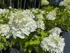 Hortensie Rispenhortensie Stamm 150 - 170 cm Limelight weiß Produktbild-Vorschau 3