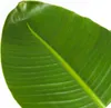 Strelicja - Strelitzia nicolai - Wysokość 150-170cm - ⌀28cm Podgląd zdjęcia produktu 3