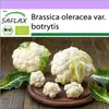 SAFLAX - BIO - Květák - Sněhová koule - Brassica oleracea Náhled obrázku produktu 10