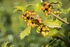 Ilex meserveae 'Heckenfee', ostrokrzew, zimozielony, 40-50 Podgląd zdjęcia produktu 5