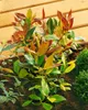 Leucothoe walteri 'Scarletta', Schattenglöckchen, rot, Produktbild-Vorschau 3
