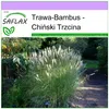 SAFLAX - Chiński Trzcina - 200 Nasiona - Miscanthus Podgląd zdjęcia produktu 5