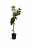 Drzewko mandarynkowe 100–140 cm w doniczce C17 – Citrus Podgląd zdjęcia produktu 2