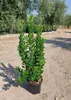 Arbutus unedo - Jahodník 60- 80 cm kontajner Náhľad obrázku produktu 1