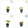 Alchémille molle (Alchemilla mollis) 10-25cm, Ø9cm, 12 Voir les images du produit 4