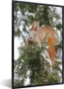 MuchoWow® MuchoWow® Gerahmtes Poster Eichhörnchen - Zweig - Produktbild-Vorschau 1