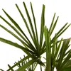 Bloomique - Trachycarpus Fortunei - Palmier chanvre - Voir les images du produit 3
