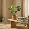 Bloomique - Lot de 2 - Monstera Deliciosa Thai Voir les images du produit 3