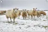 Gartenposter - 60x40 cm - Schafe in einer Winterlandschaft  Produktbild-Vorschau 2