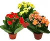 Mini-Kalanchoe „Rosalina“ – Set mit 3 verschiedenen Produktbild-Vorschau 1