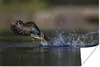 MuchoWow® Poster Ente - Wasser - Federn 90x60 cm - Produktbild-Vorschau 1