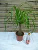 [Palmenlager]  Elefantenfuß 70 cm "Beaucarnea" Nolina Produktbild-Vorschau 2