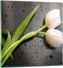 Bilder auf glas - Tulpen Blume Pflanzung Pflanze - 50x50cm Produktbild-Vorschau 1