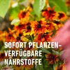 COMPO  Blumendünger 1,3 Liter Produktbild-Vorschau 13