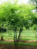 Styphnolobium japonicum ( sophora japonica) - japonský Náhľad obrázku produktu 1