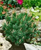 Pinus mugo 'Humpy', Bergkiefer, kompakt, 25–30 cm Produktbild-Vorschau 10