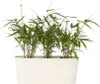 A potted bamboo plant in a white planter. Produktbild-Vorschau