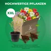 Malina Willamette - 2 rośliny - odporna na mróz i Podgląd zdjęcia produktu 4