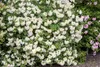 Rhododendron luteum 'Daviesii', gelb, 50–60 cm Produktbild-Vorschau 2