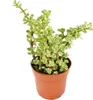 Portulacaria afra var. - Nefritovník - v 8,5cm kvetiná?i Náhľad obrázku produktu 1