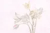 Tadessi Fototapete | Blumen | 4.00 m  x 2.70 m | Violette | Produktbild-Vorschau 1