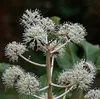 Fatsia japonica (aralia_sieboldii) - Izbová arália 40- 60 Náhľad obrázku produktu 3