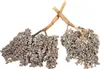 Dattelzweig mit Früchten ca. 30cm – echter getrockneter Produktbild-Vorschau 10