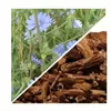Herbs from Poland Chicorée-Wurzel – Unterstützt Verdauung & Produktbild-Vorschau 2
