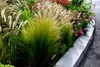 10 x Stipa tenuissima 'Pony Tails' 1 Liter Topf Produktbild-Vorschau 5