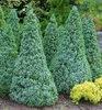 Weiß-Fichte ´SANDER´S BLUE´ 30-40 cm, Cont. 2,5 l Produktbild-Vorschau 6