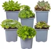 Bloomique - Lot de 6 - Sempervivum Mix - Joubarbe - Plantes Voir les images du produit 1